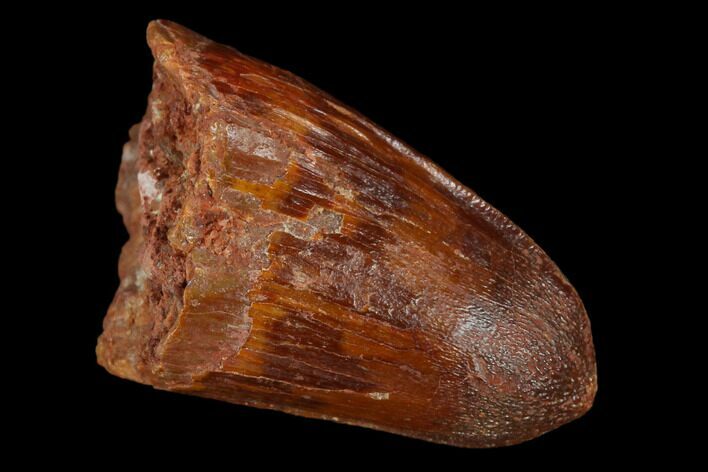 Cretaceous Fossil Crocodile Tooth - Morocco #122477